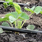 Kako se brinuti o jagodama